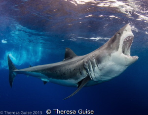 Zapata (aka Bruce) sings for his supper during a shark fe... by Theresa Guise 